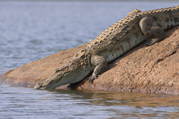 Crocodile walking on a rock; croc sliding into the water with its mouth open basking in the sun and...