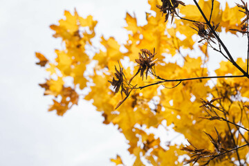 Obraz premium Yellow maple leaves during autumn season with warm sunlight from behind, fall park on blurry background.