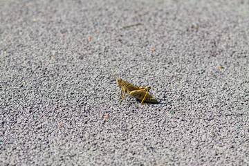 grasshopper on asphalt