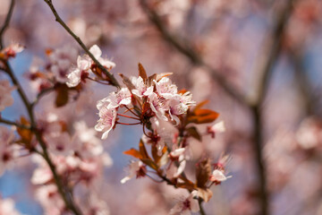 Obraz premium Cherry blossoms in spring