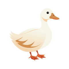 waterfowl muscovy duck vector