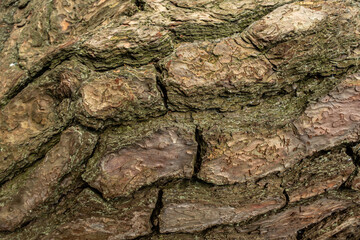 Tree bark texture. Art in nature.