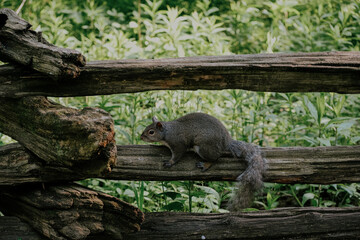 squirrel on a fence