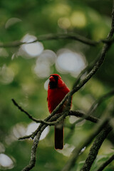 robin on a branch