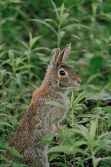 rabbit in the woods