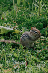 squirrel in the grass