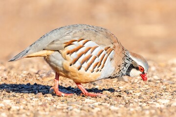 Close-up of a colorful Alectoris rufa foraging on a gravel path in natural sunlight