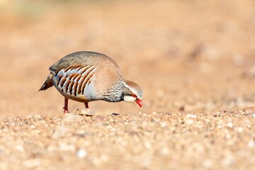 Close-up of a colorful Alectoris rufa foraging on a gravel path in natural sunlight