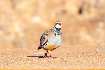 Close-up of a colorful Alectoris rufa foraging on a gravel path in natural sunlight