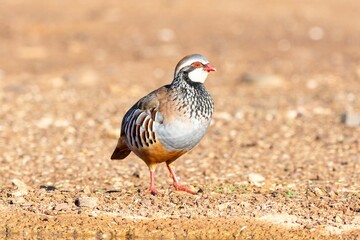 Close-up of a colorful Alectoris rufa foraging on a gravel path in natural sunlight