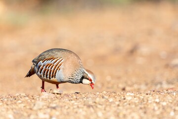 Close-up of a colorful Alectoris rufa foraging on a gravel path in natural sunlight