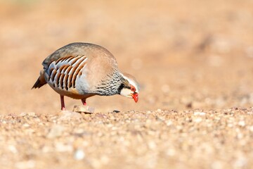 Close-up of a colorful Alectoris rufa foraging on a gravel path in natural sunlight