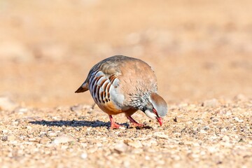 Close-up of a colorful Alectoris rufa foraging on a gravel path in natural sunlight