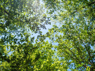 Green forest on blue sky background on a sunny day