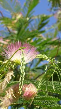 acacia, Albizia julibrissin, branches with pink flowers in the wind against the blue sky. High quality 4k footage