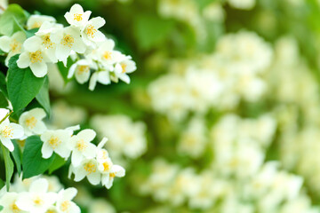 Blooming mock orange (Philadelphus) flowers, with a jasmine-like appearance, exuding fresh fragrance
