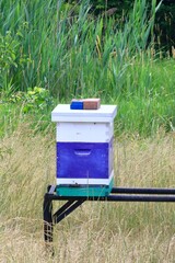 Wild bees nesting in an artificial hive