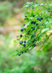 blueberries in a bush