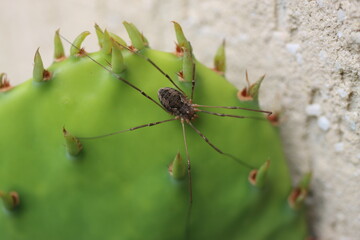 kaktus opuncja macrorhiza kwiat żółty