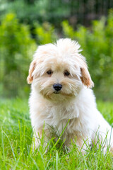 cute white maltipoo puppy playing on the lawn in the city in the evening in summer