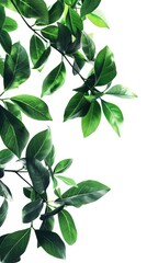 Close-up of green leaves on branches with white background, nature and freshness concept
