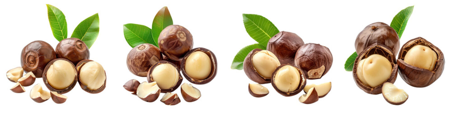 set of A detailed macadamia nuts, isolated, leaves on a transparent background