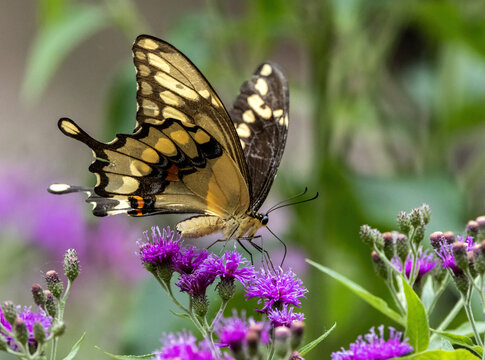 A Giant Swallowtail Butterfly nectaring on native Tall Ironweed.