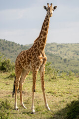 giraffe in the savannah