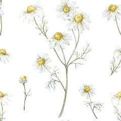 Seamless pattern with flowers, branches and leaves of chamomile on a white background. 