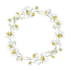 Obraz premium Wreath with medicinal chamomile flowers. Watercolor round frame drawn by hand 
