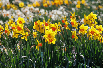A field with various daffodils in bloom in spring in the Netherlands, Limmen, 28 March 2024