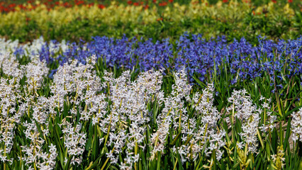 Obraz premium A field with blooming hyacinths in spring in the Netherlands, Limmen, 28.3.2024