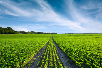 Rows of young green soybean on the agricultural field. Blue sky on background. Rural agricultural landscape with dirt road