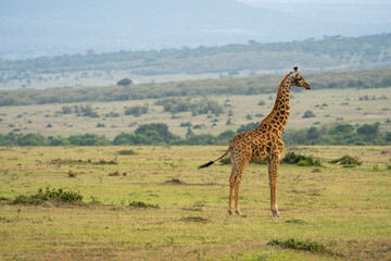 giraffe in masai mara national park