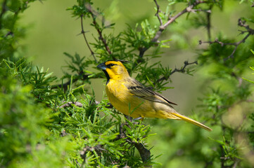 Yellow Cardinal, Gubernatrix cristata, Endangered species in La Pampa, Argentina