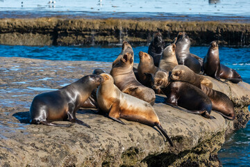 South American  Sea Lion , .Peninsula Valdes ,Chubut,Patagonia, Argentina