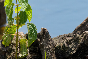 A dragonfly larva on a stump before metamorphosis