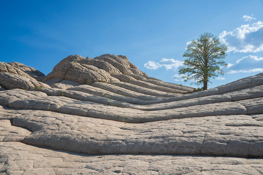 White Pocket national monument with pine tree, in Northeastern arizona