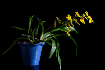 yellow orchids growing in a blue pot