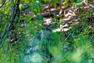 Cooper's hawk (Accipiter cooperii), also known as the Cooper hawk is American native animal.