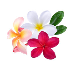white ,pink ,red Plumeria, frangipani flowers isolated on transparent © siriratsavett88