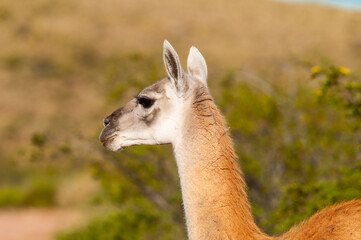Obraz premium Guanacos in Lihue Calel National Park, La Pampa, Patagonia, Argentina.
