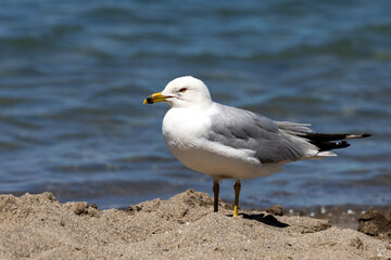 Seagull