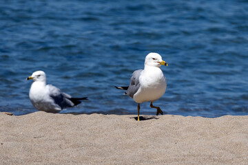 Obraz premium Seagull