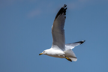 Seagull