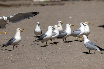 Seagull