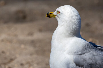 Seagull