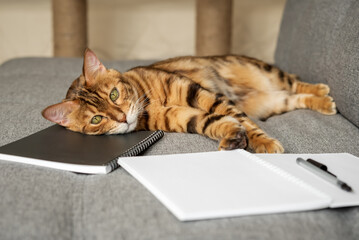 Bengal cat on the sofa with an open notebook or notepad.