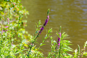  Purple Loosestrife (Lythrum salicaria) Other names include spiked loosestrife and purple Lythrum.