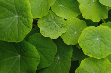 Background of nasturtium leaves.